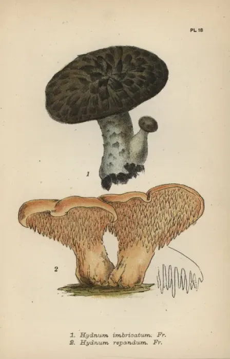 Framed Print : Imbricated steccherino, Hydnum imbricatum 1 Framed Print : Imbricated steccherino, Hydnum imbricatum 1
