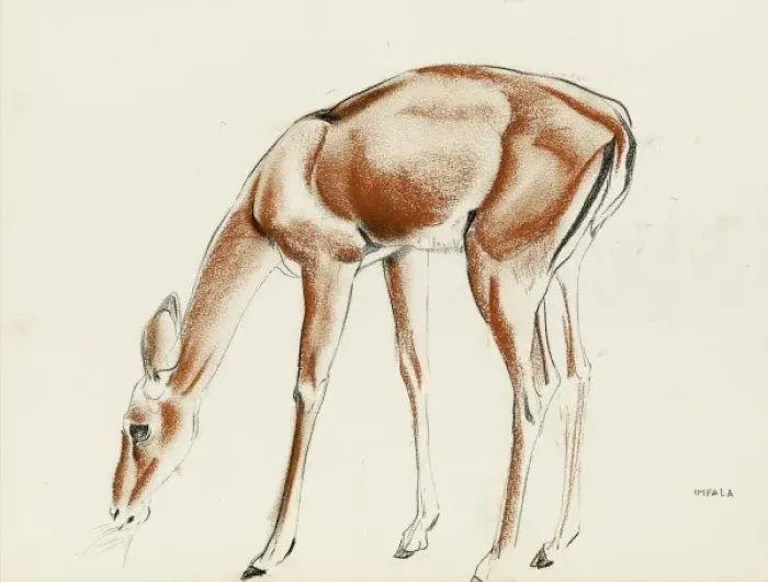 Framed Print : An Impala. Pastel study by Raymond Sheppard Framed Print : An Impala. Pastel study by Raymond Sheppard