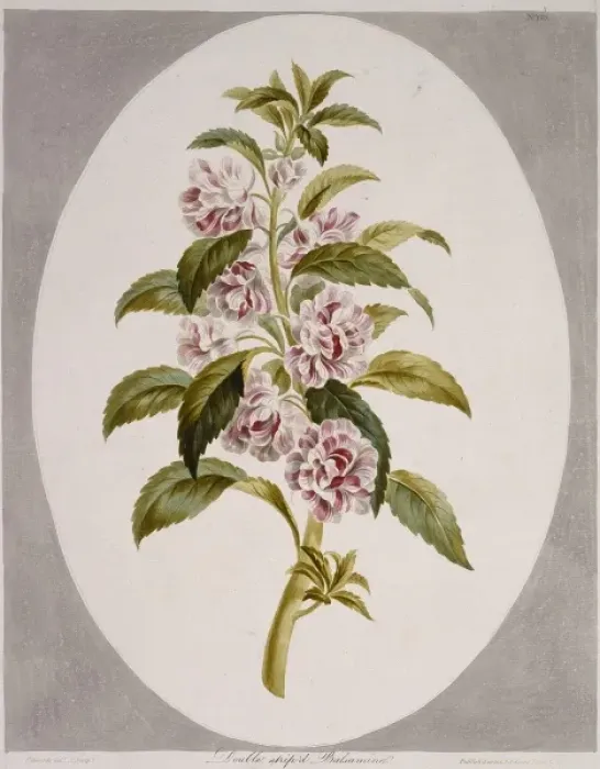 Framed Print : Impatiens balsamina, garden balsam Framed Print : Impatiens balsamina, garden balsam