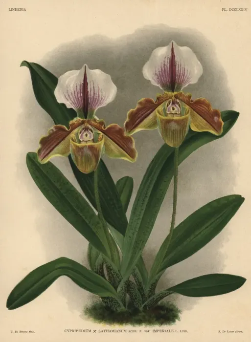 Framed Print : Imperiale variety of Cypripedium lathamianum hybrid orchid Framed Print : Imperiale variety of Cypripedium lathamianum hybrid orchid