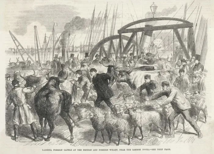 Framed Print : Imported Cattle at Docks Framed Print : Imported Cattle at Docks