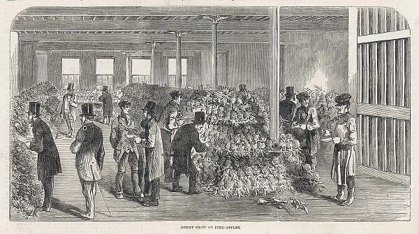 Imported Pineapples  /  1853