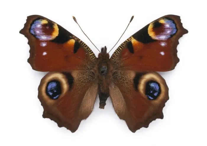 Framed Print : Inachis io (Linnaeus), peacock butterfly Framed Print : Inachis io (Linnaeus), peacock butterfly