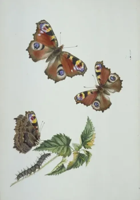 Framed Print : Inachis io, peacock butterfly Framed Print : Inachis io, peacock butterfly