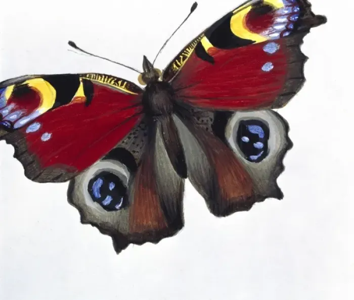 Framed Print : Inachis io, peacock butterfly Framed Print : Inachis io, peacock butterfly