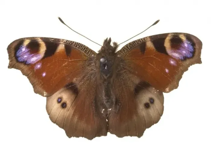 Framed Print : Inachis io, peacock butterfly Framed Print : Inachis io, peacock butterfly