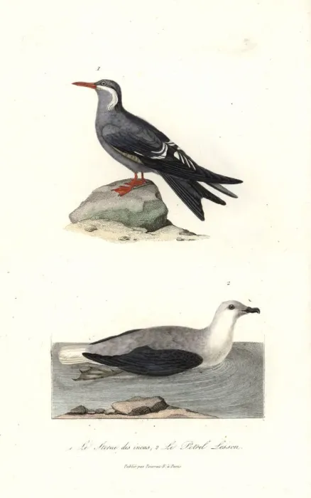 Framed Print : Inca tern, Larosterna inca, and white-headed Framed Print : Inca tern, Larosterna inca, and white-headed
