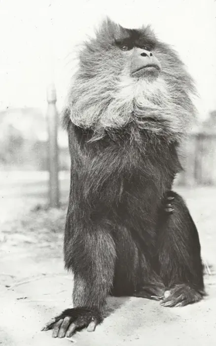 Framed Print : India - A Black Monkey, Jeypore Framed Print : India - A Black Monkey, Jeypore