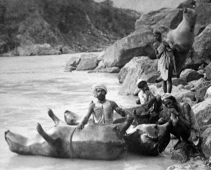 Framed Print : India - Bullock-skin boats - River Sutlej early 1900s Framed Print : India - Bullock-skin boats - River Sutlej early 1900s