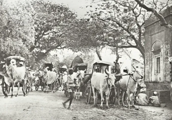 Framed Print : India - caravan of Bullock Ekkas on the plains, Delhi Framed Print : India - caravan of Bullock Ekkas on the plains, Delhi