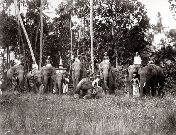 India Ceylon Sri Lanka working elephants and mahouts