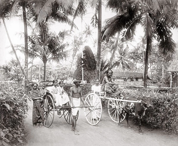 India Ceylon(Sri Lanka) bullock cart and rickshaw
