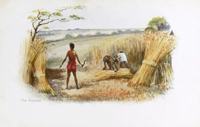 Framed Print : India - The Harvest