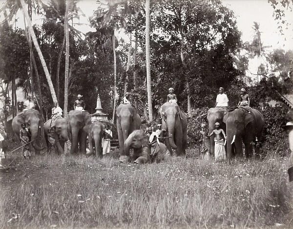 India, large group of working elephants and mahouts