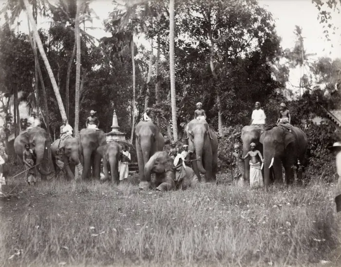 Framed Print : India, large group of working elephants and mahouts Framed Print : India, large group of working elephants and mahouts