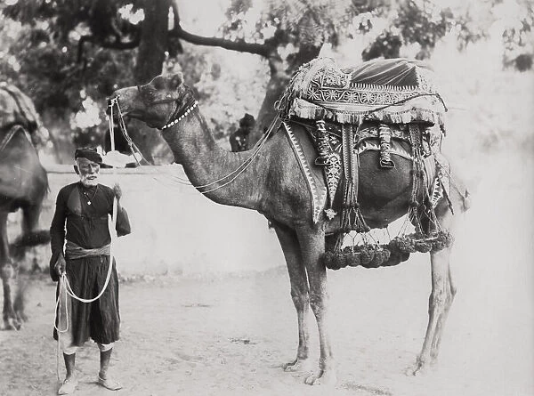 India, man with a camel