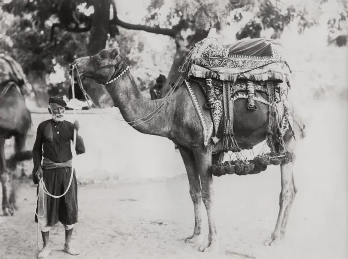 Framed Print : India, man with a camel Framed Print : India, man with a camel