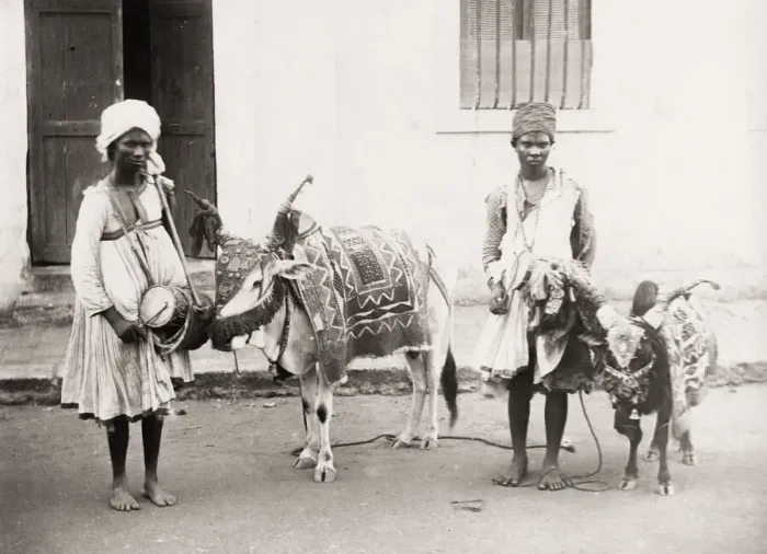 Framed Print : India, musicians and drums, with cow and goat Framed Print : India, musicians and drums, with cow and goat