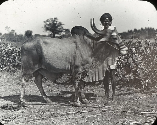 India - A Prize Indian Bull