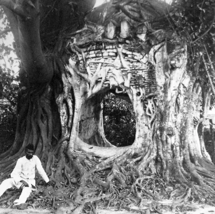 Framed Print : India - a tree Mosque near Calcutta early 1900s Framed Print : India - a tree Mosque near Calcutta early 1900s