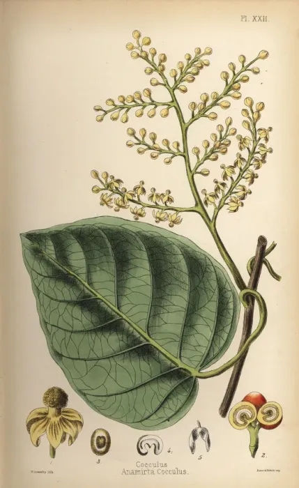 Framed Print : Indian berry or cocculus, Anamirta cocculus Framed Print : Indian berry or cocculus, Anamirta cocculus