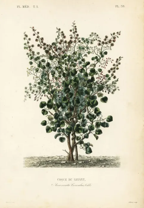 Framed Print : Indian berry, fish berry or Levant nut, Anamirta cocculus Framed Print : Indian berry, fish berry or Levant nut, Anamirta cocculus