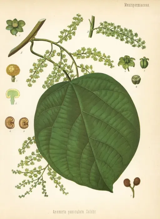Framed Print : Indian berry tree, Anamirta cocculus Framed Print : Indian berry tree, Anamirta cocculus