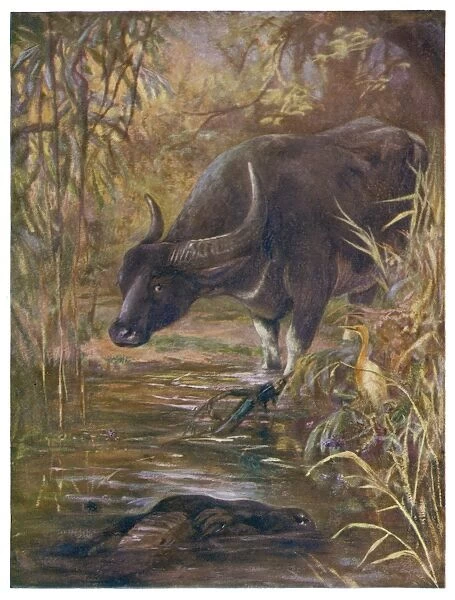 Indian Buffalo 1909
