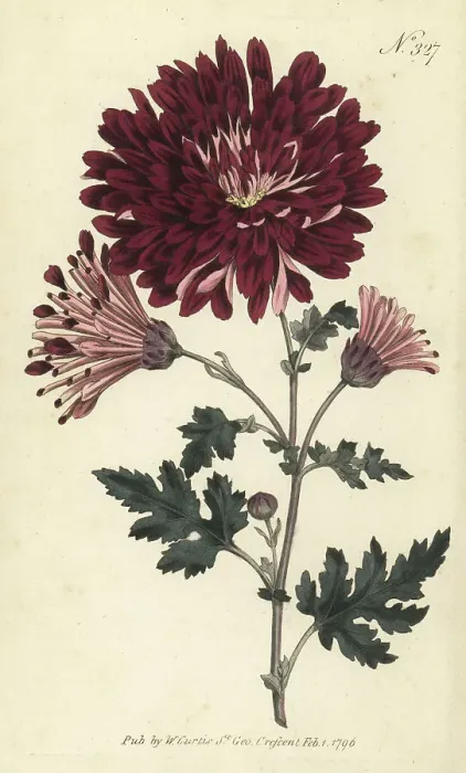 Framed Print : Indian chrysanthemum, Chrysanthemum indicum Framed Print : Indian chrysanthemum, Chrysanthemum indicum