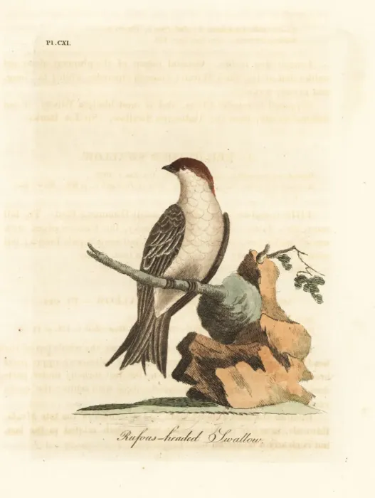 Framed Print : Indian cliff swallow, Petrochelidon fluvicola Framed Print : Indian cliff swallow, Petrochelidon fluvicola