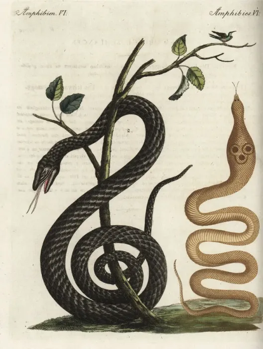 Framed Print : Indian cobra and black snake Framed Print : Indian cobra and black snake