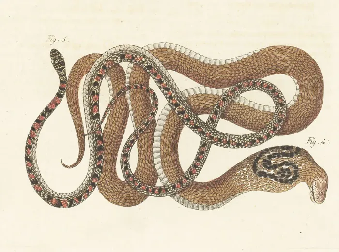 Framed Print : Indian cobra and unknown snake species Framed Print : Indian cobra and unknown snake species