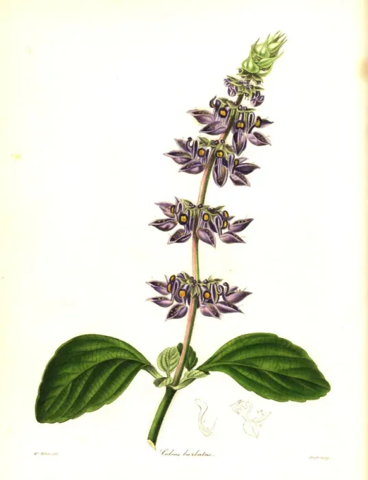 Framed Print : Indian coleus, Plectranthus barbatus Framed Print : Indian coleus, Plectranthus barbatus