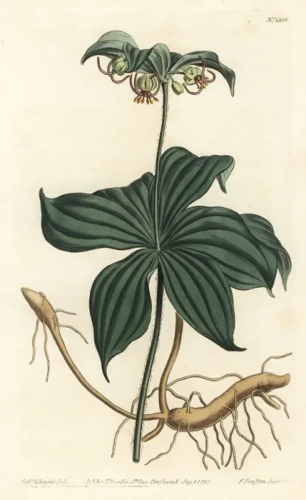 Framed Print : Indian cucumber, Medeola virginiana Framed Print : Indian cucumber, Medeola virginiana