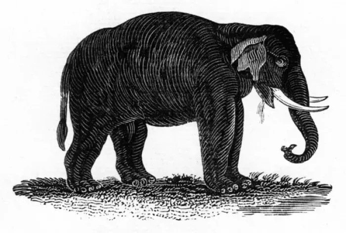 Framed Print : Indian Elephant Framed Print : Indian Elephant
