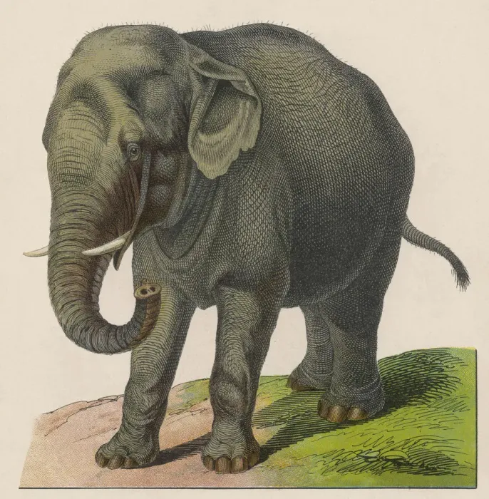 Framed Print : Indian Elephant Framed Print : Indian Elephant