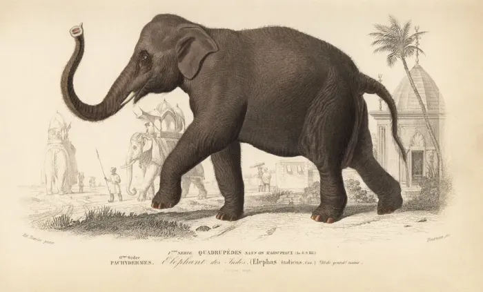 Framed Print : Indian elephant, Elephas maximus indicus. Endangered Framed Print : Indian elephant, Elephas maximus indicus. Endangered