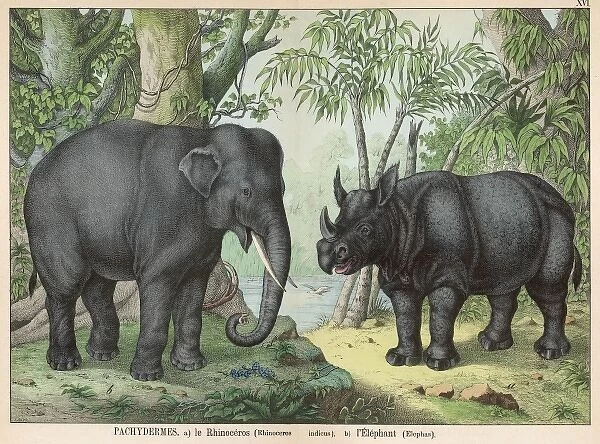 Indian elephant and rhinoceros