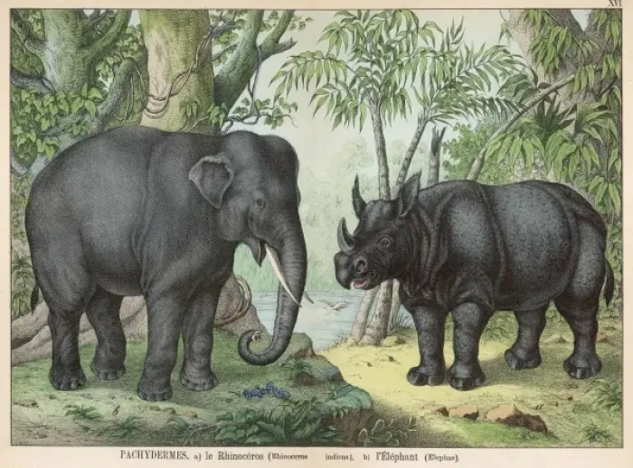 Framed Print : Indian elephant and rhinoceros Framed Print : Indian elephant and rhinoceros