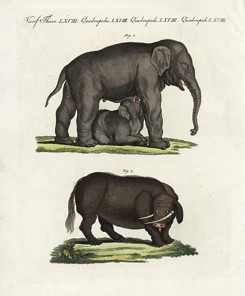 Indian elephant and sukotyro