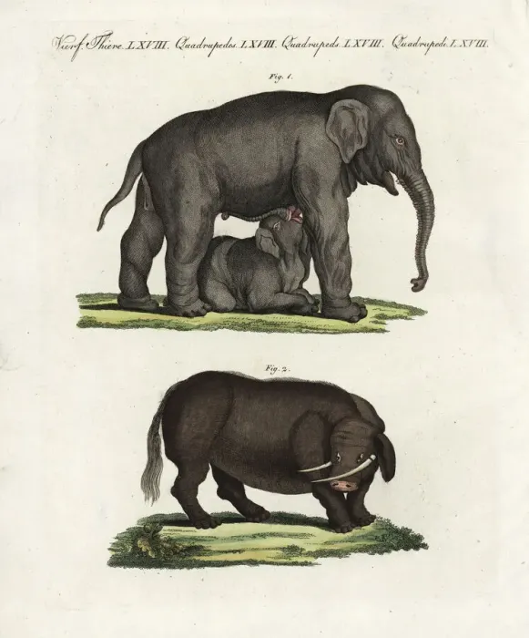 Framed Print : Indian elephant and sukotyro Framed Print : Indian elephant and sukotyro