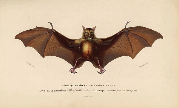 Indian flying fox or Indian fruit bat, Pteropus giganteus