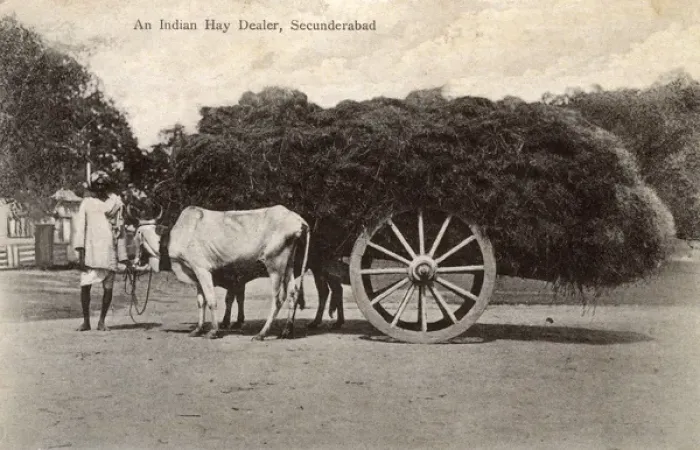 Framed Print : Indian hay dealer and cart, Secunderabad, India Framed Print : Indian hay dealer and cart, Secunderabad, India