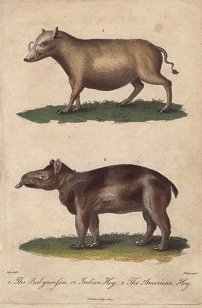 Indian hog or Babyroussa and American hog