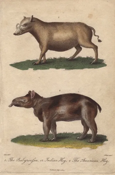 Framed Print : Indian hog or Babyroussa and American hog Framed Print : Indian hog or Babyroussa and American hog