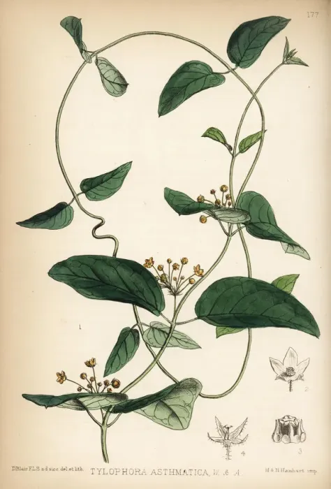 Framed Print : Indian ipecacuanha or unta mool, Tylophora asthmatica Framed Print : Indian ipecacuanha or unta mool, Tylophora asthmatica