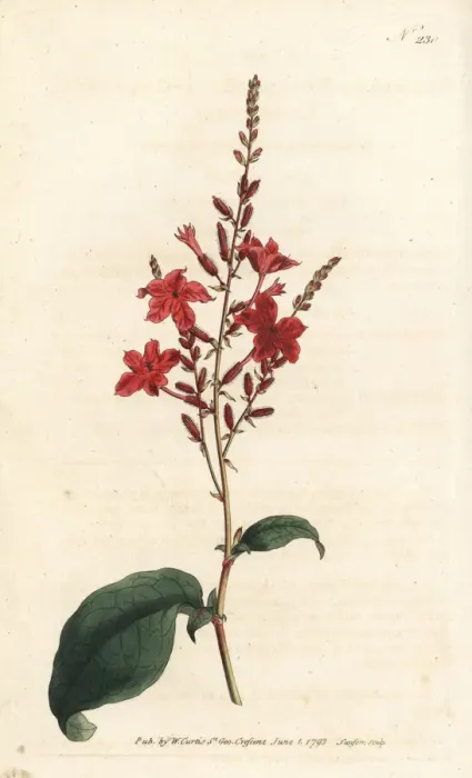 Framed Print : Indian leadwort, Plumbago indica