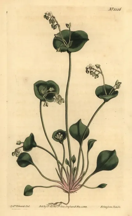 Framed Print : Indian lettuce, Claytonia perfoliata Framed Print : Indian lettuce, Claytonia perfoliata