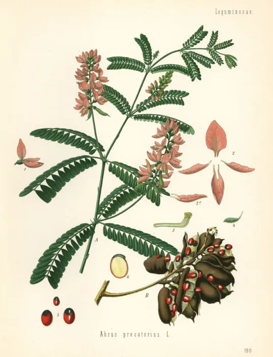 Framed Print : Indian licorice, Abrus precatorius Framed Print : Indian licorice, Abrus precatorius