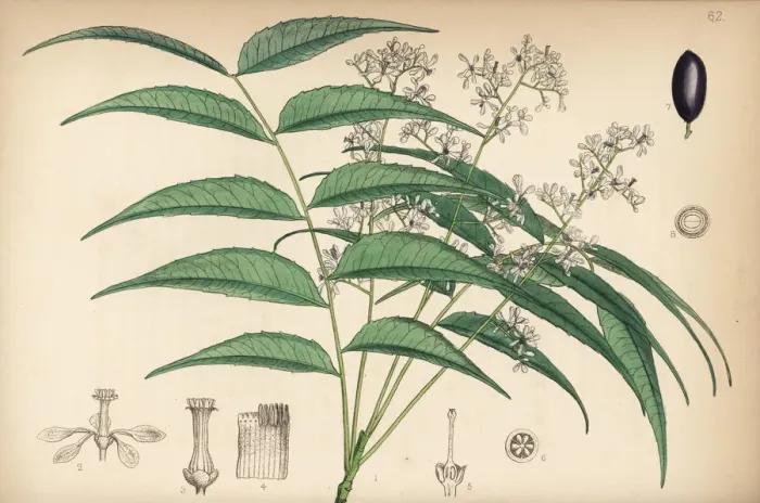 Framed Print : Indian lilac, nim or neem, Azadirachta indica Framed Print : Indian lilac, nim or neem, Azadirachta indica